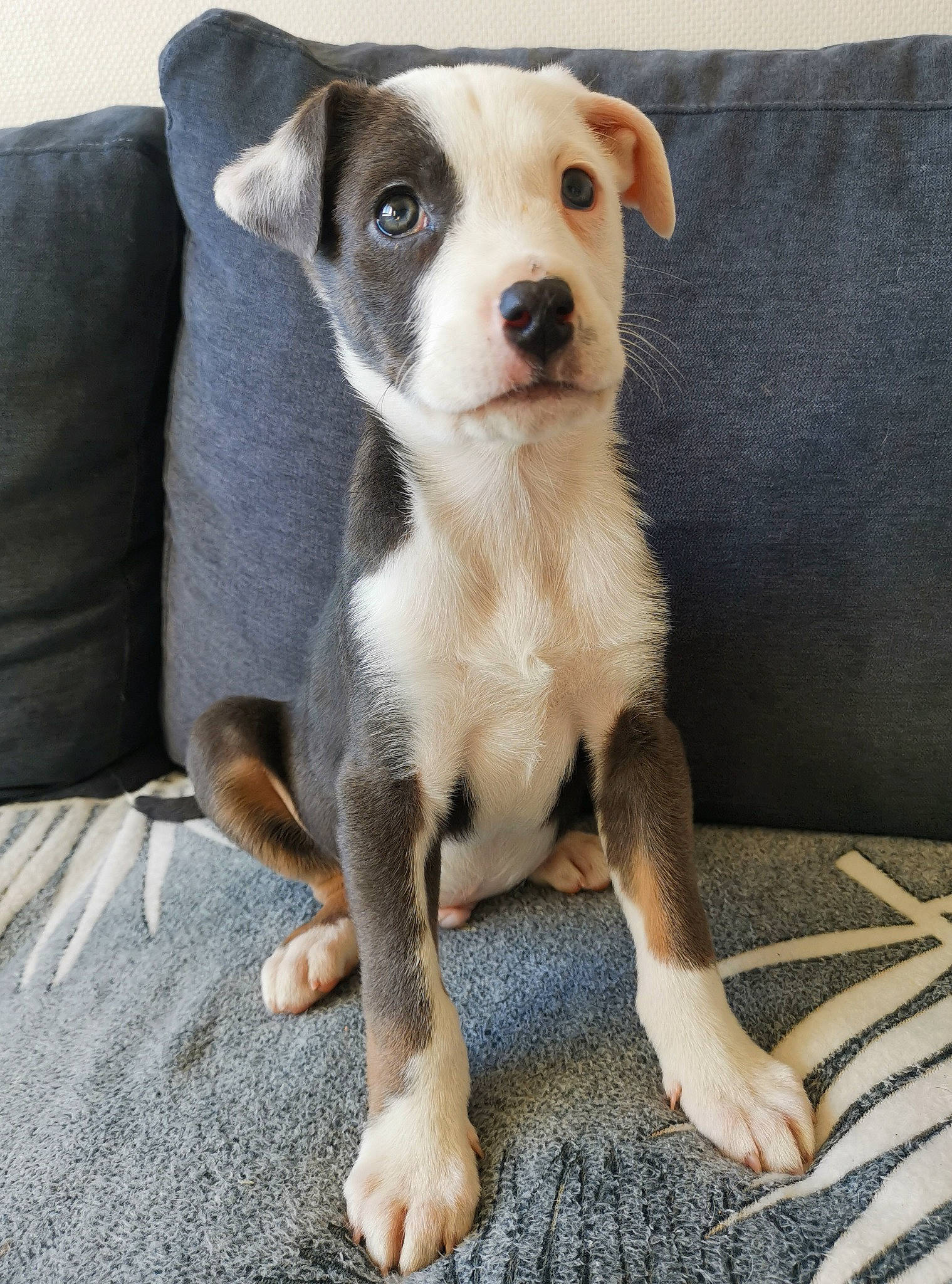 éros participe au concours pour gagner de l'argent avec cette photo : carnivore, chihuahua, comfort, companion_dog, dog, dog_breed, irishjacks, paw, street_dog, terrestrial_animal, terrier, toy_dog, whiskers, working_animal