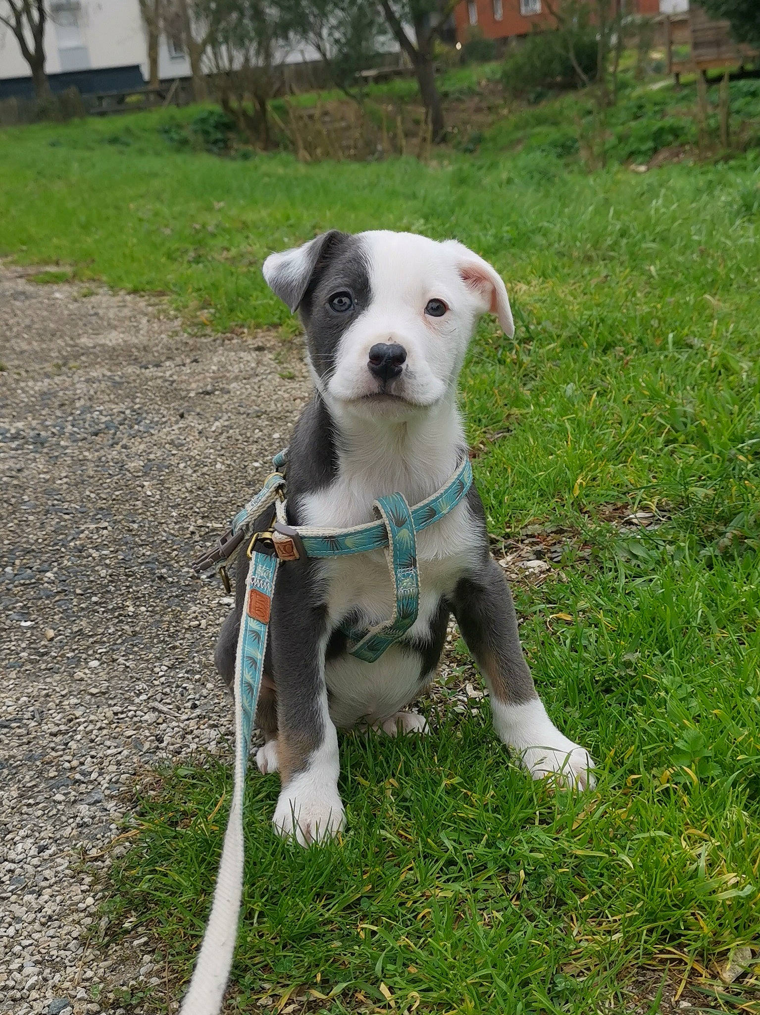 éros participe au concours pour gagner de l'argent avec cette photo : canidae, carnivore, collar, companion_dog, dog, dog_breed, dog_collar, dog_supply, dog_walking, fashion_accessory, fawn, grass, leash, non_sporting_group, pet_supply, plant, snout, sporting_group, tail, working_animal