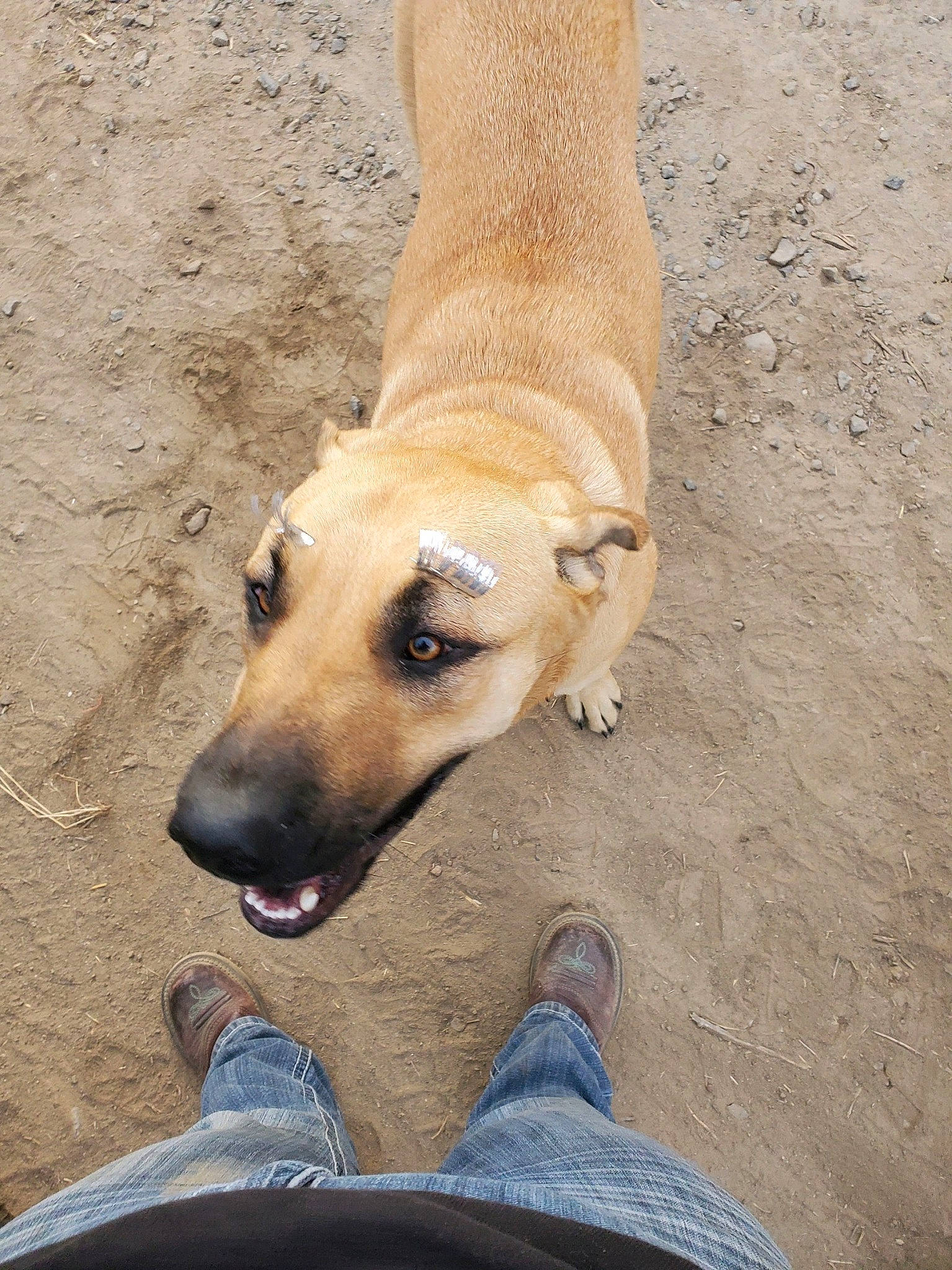 Star joined the competition — help win amazing prizes! beige, canidae, carnivore, collar, companion_dog, denim, dog, dog_breed, dog_supply, fawn, foot, jeans, pet_supply, sand, shoe, snout, sporting_group, tan, terrestrial_animal, working_animal