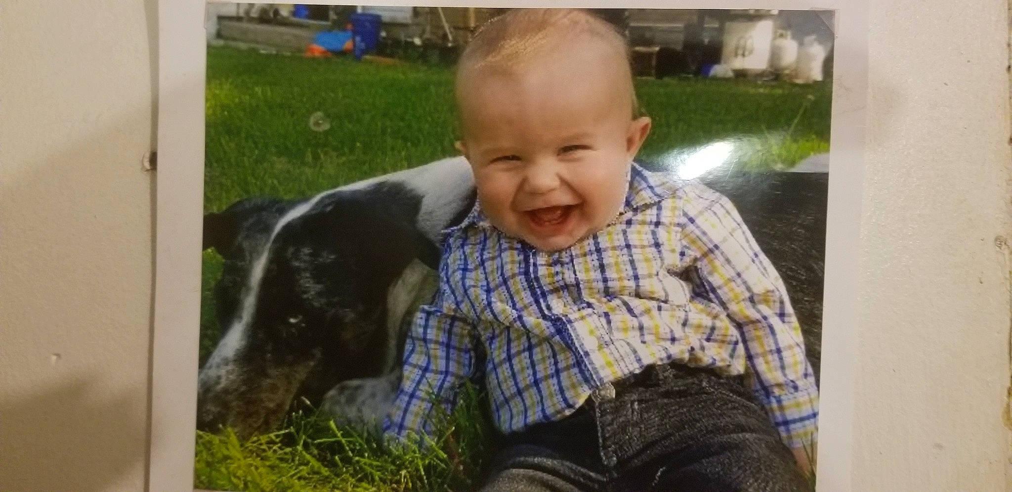 Shy Shy is registered to the contest to win money with this photo: baby, baby_toddler_clothing, canidae, carnivore, child, companion_dog, dog, dog_breed, happy, human, laugh, mammal, organ, plaid, sitting, sporting_group, toddler, tooth, vertebrate, working_animal