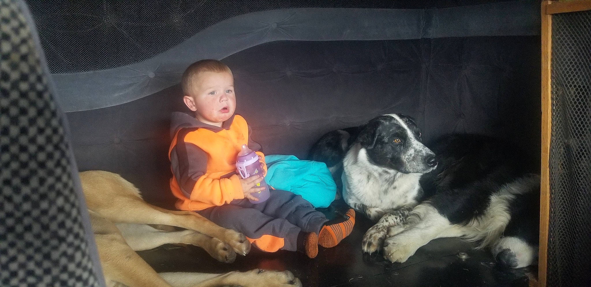 Shy Shy joined the competition — help win amazing prizes! baby, baby_toddler_clothing, borador, bucovina_shepherd_dog, carnivore, comfort, companion_dog, dog, dog_breed, fur, giant_dog_breed, human, karakachan_dog, lap, moscow_watchdog, pyrenean_mastiff, sporting_group, st_bernard, working_animal, working_dog