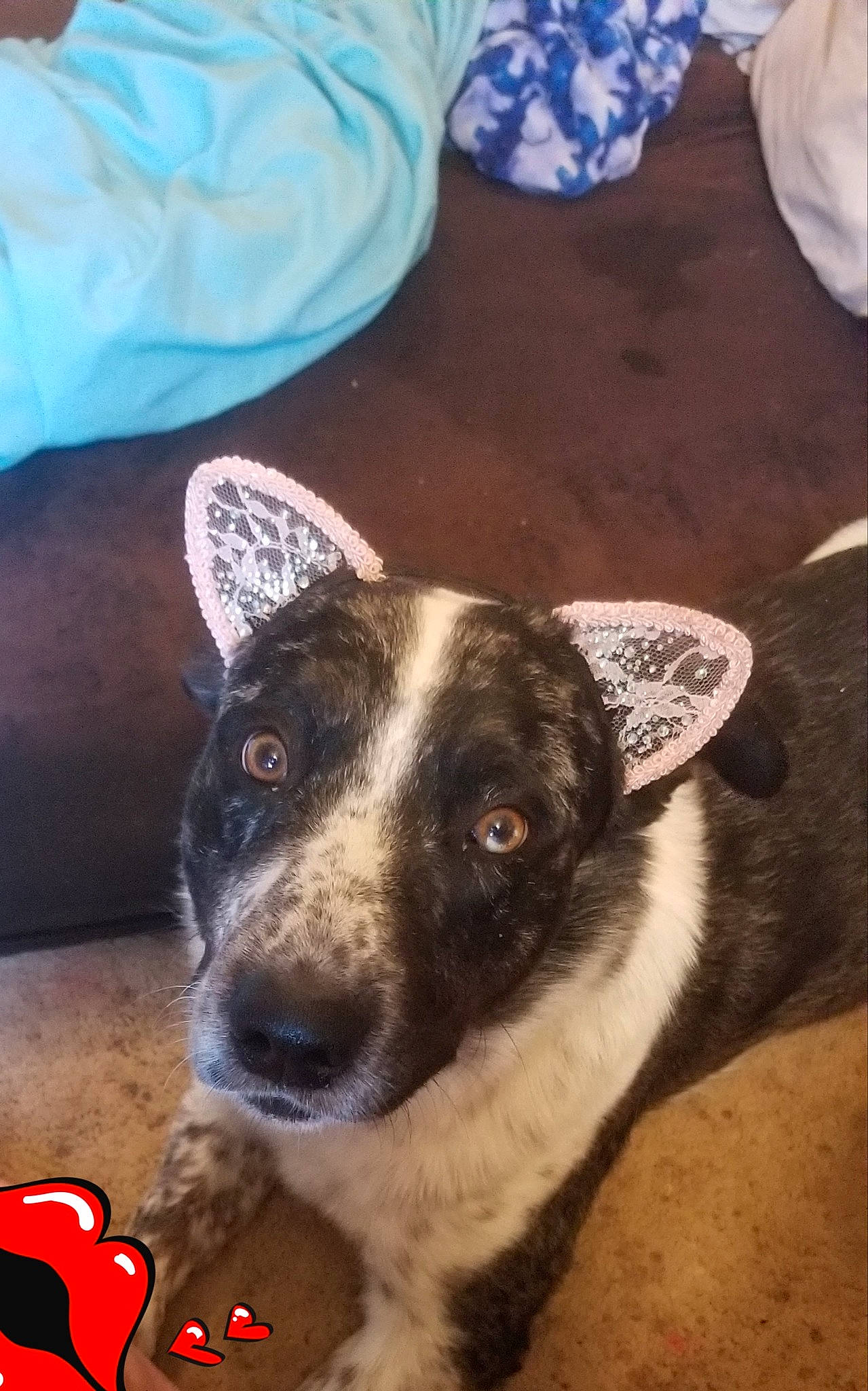 Shy Shy joined the competition — help win amazing prizes! canidae, carnivore, comfort, companion_dog, dog, dog_breed, home_accessories, pet_supply, snout, sporting_group, vertebrate, whiskers, working_animal, working_dog