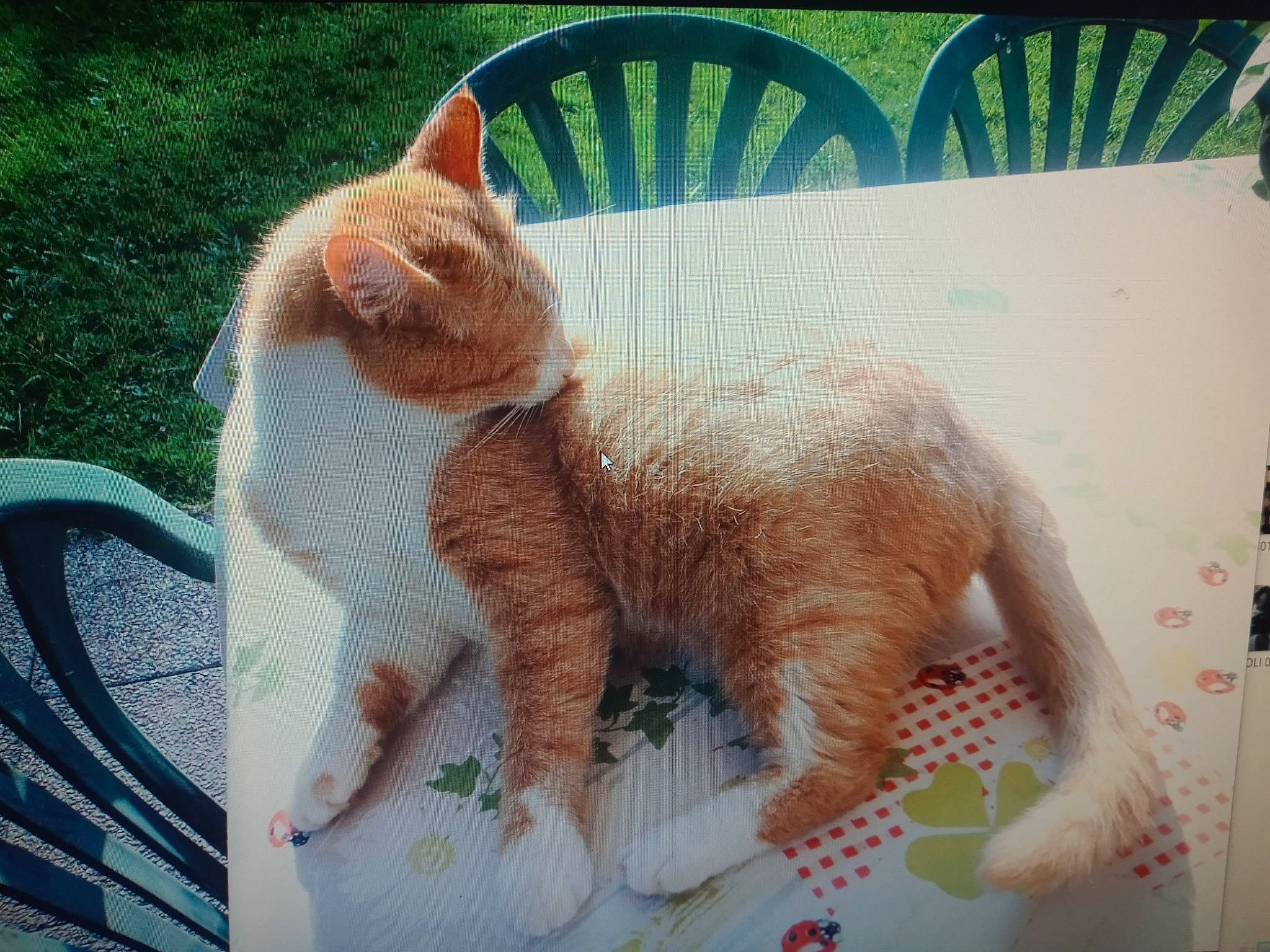 Figaro participe au concours pour gagner de l'argent avec cette photo : carnivore, cat, chair, claw, comfort, domestic_short_haired_cat, eye, fawn, felidae, foot, fur, head, outdoor_furniture, paw, small_to_medium_sized_cats, snout, tail, terrestrial_animal, whiskers, window