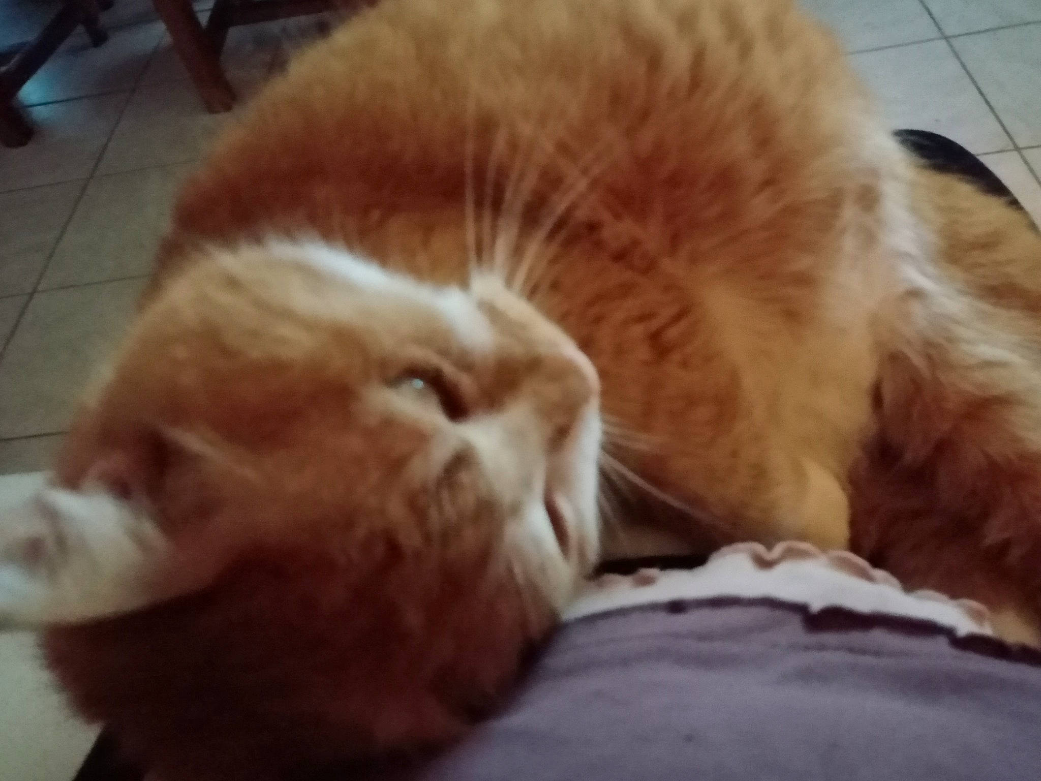 Figaro participe au concours pour gagner de l'argent avec cette photo : canidae, carnivore, cat, claw, comfort, companion_dog, dog_breed, domestic_short_haired_cat, ear, fawn, felidae, flooring, fur, hardwood, paw, small_to_medium_sized_cats, sporting_group, tail, whiskers, wood