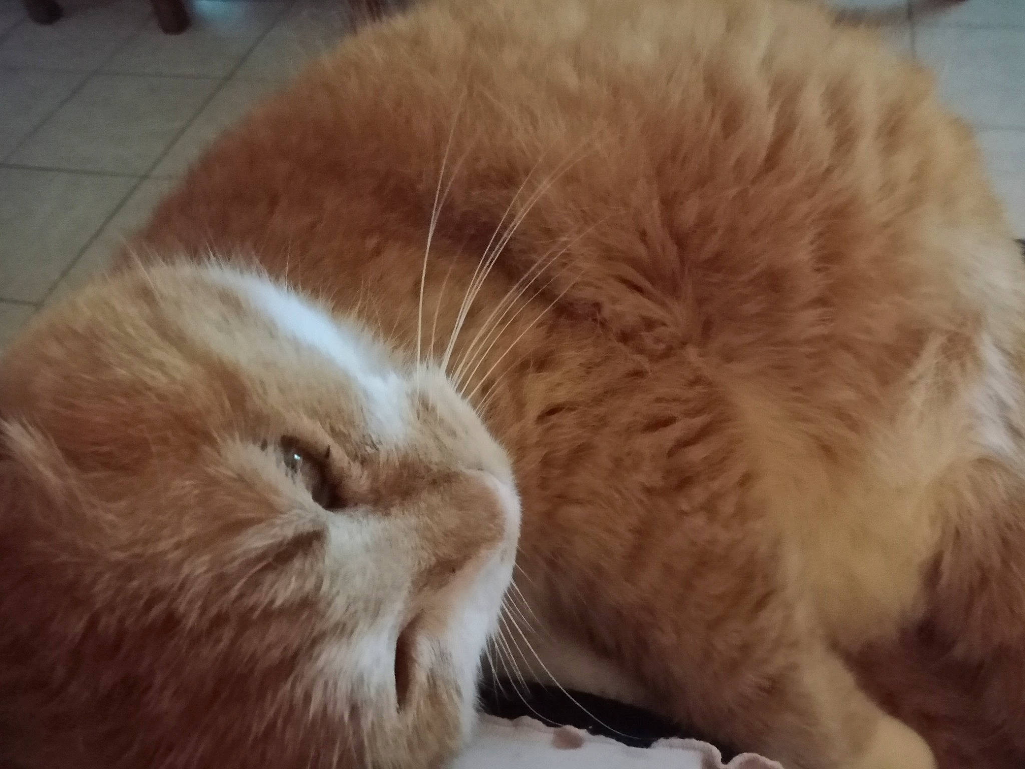 Figaro a rejoint le concours — aidez-le/la à gagner de superbes lots ! carnivore, cat, claw, comfort, companion_dog, domestic_short_haired_cat, ear, fawn, felidae, flooring, fur, hardwood, nap, paw, sleep, small_to_medium_sized_cats, snout, tail, whiskers