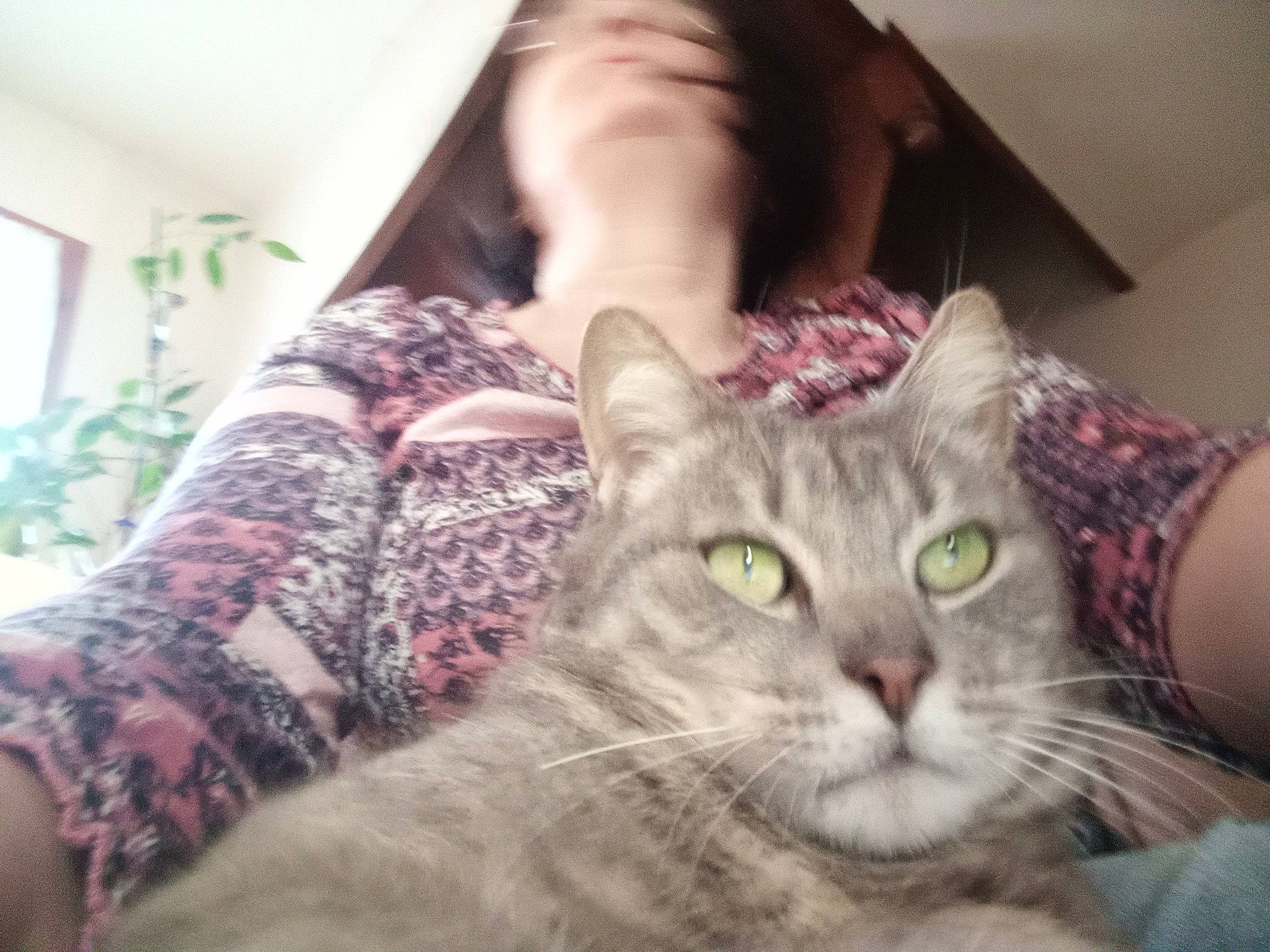 Misti participe au concours pour gagner de l'argent avec cette photo : carnivore, cat, comfort, couch, domestic_short_haired_cat, ear, eyelash, fashion_accessory, felidae, fur, gesture, hand, iris, pattern, paw, selfie, sitting, sleeve, small_to_medium_sized_cats, whiskers