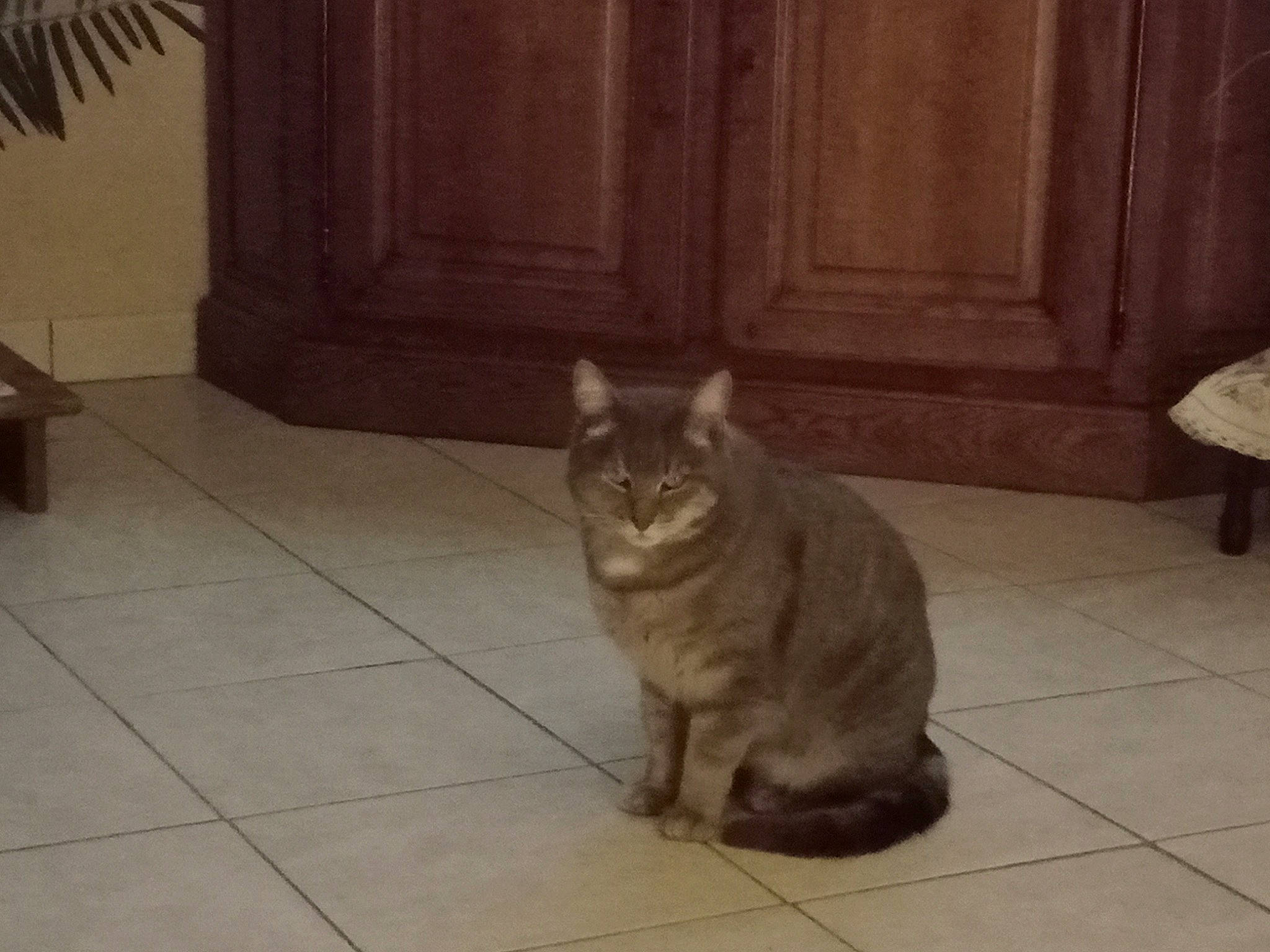 Misti participe au concours pour gagner de l'argent avec cette photo : brown, carnivore, cat, domestic_short_haired_cat, fawn, felidae, floor, flooring, fur, grey, hardwood, paw, room, small_to_medium_sized_cats, snout, tail, terrestrial_animal, whiskers, wood, wood_flooring