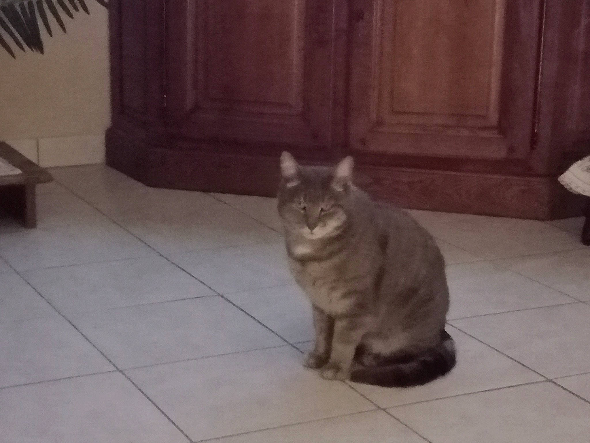 Misti participe au concours pour gagner de l'argent avec cette photo : black_cat, carnivore, cat, domestic_short_haired_cat, door, fawn, felidae, floor, flooring, fur, grey, hardwood, paw, small_to_medium_sized_cats, snout, tail, terrestrial_animal, tile, whiskers, wood