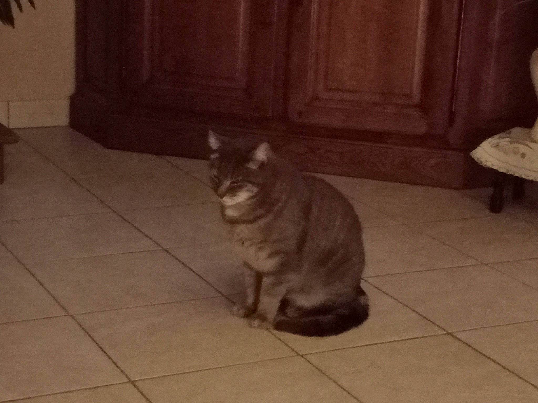 Misti participe au concours pour gagner de l'argent avec cette photo : canidae, carnivore, cat, comfort, dog_breed, domestic_short_haired_cat, fawn, felidae, floor, flooring, fur, grey, hardwood, room, small_to_medium_sized_cats, snout, tail, terrestrial_animal, whiskers, wood