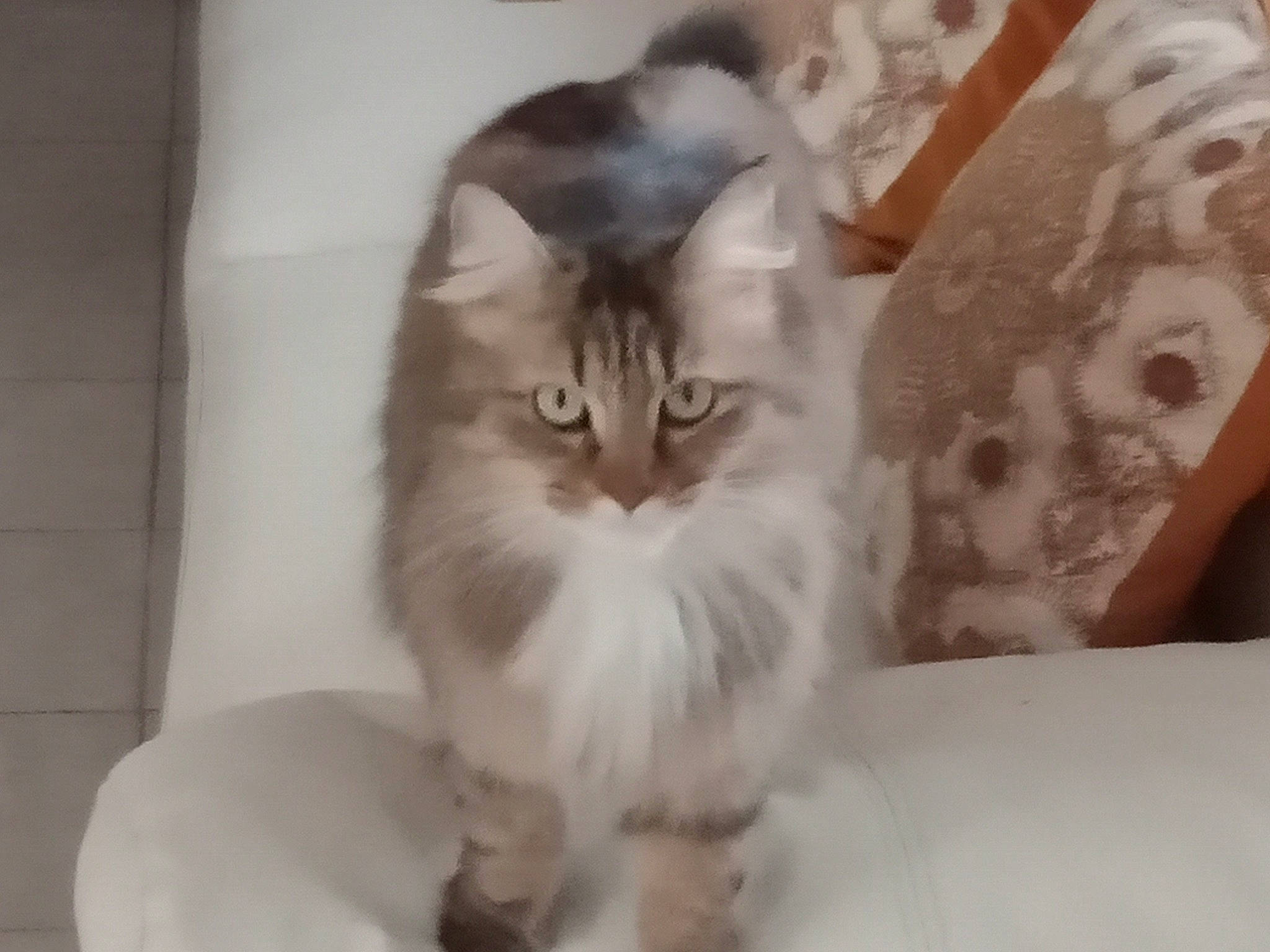 Cremou participe au concours pour gagner de l'argent avec cette photo : carnivore, cat, claw, comfort, domestic_short_haired_cat, fawn, felidae, fur, paw, small_to_medium_sized_cats, tail, terrestrial_animal, whiskers, window