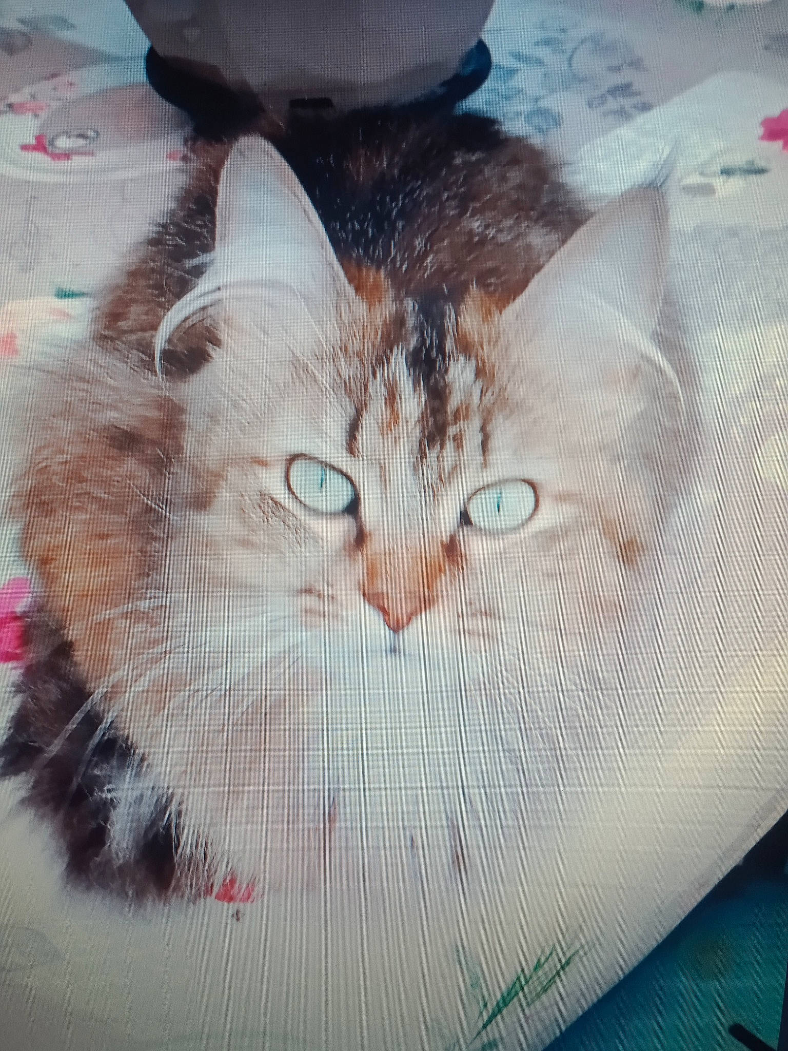 Cremou a rejoint le concours — aidez-le/la à gagner de superbes lots ! carnivore, cat, domestic_short_haired_cat, felidae, fur, hat, head, iris, paw, small_to_medium_sized_cats, snout, tail, whiskers, window