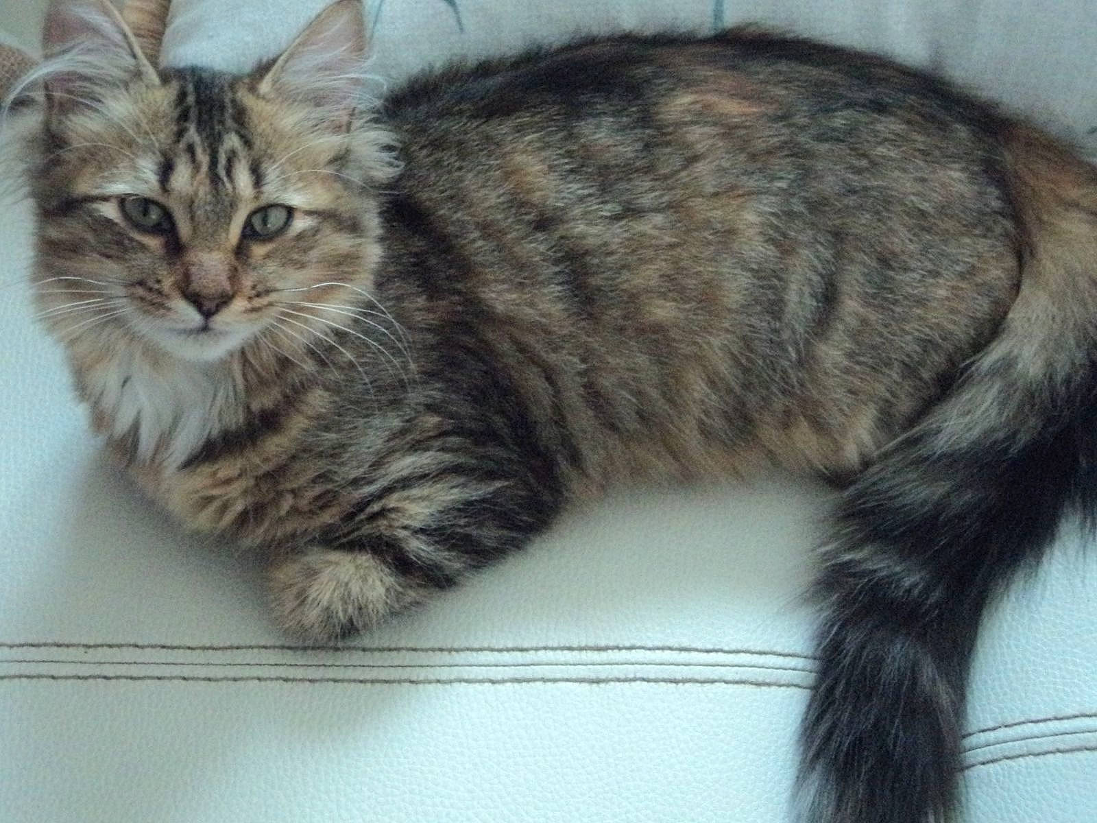 Cremou participe au concours pour gagner de l'argent avec cette photo : carnivore, cat, claw, domestic_short_haired_cat, felidae, fur, paw, small_to_medium_sized_cats, snout, tail, terrestrial_animal, whiskers