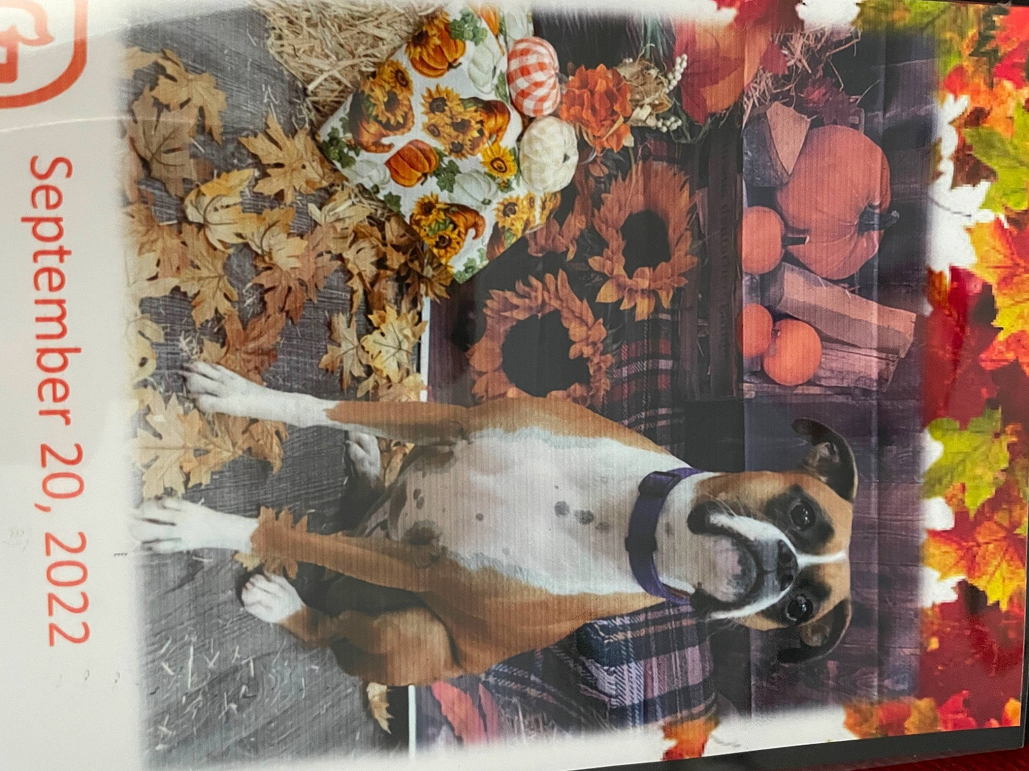 Izzie is registered to the contest to win money with this photo: art, collection, coquelicot, illustration, modern_art, mural, paint, painting, paper, paper_product, pattern, petal, publication, rectangle, room, still_life, visual_arts, watercolor_paint, wood