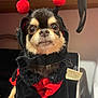 adorable, animal, black, black_fur, brown_fur, closeup, costume, cute, dog, ears, face, fur, indoors, ladybug, looking, pet, pom_pom, red, sitting, small_dog