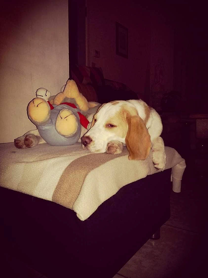 Bruce a rejoint le concours — aidez-le/la à gagner de superbes lots ! american_foxhound, beagle, canidae, carnivore, companion_dog, dog, dog_breed, fur, furniture, harrier, hound, labrador_retriever, love, pointer, puppy, puppy_love, sporting_group, square, still_life, tail