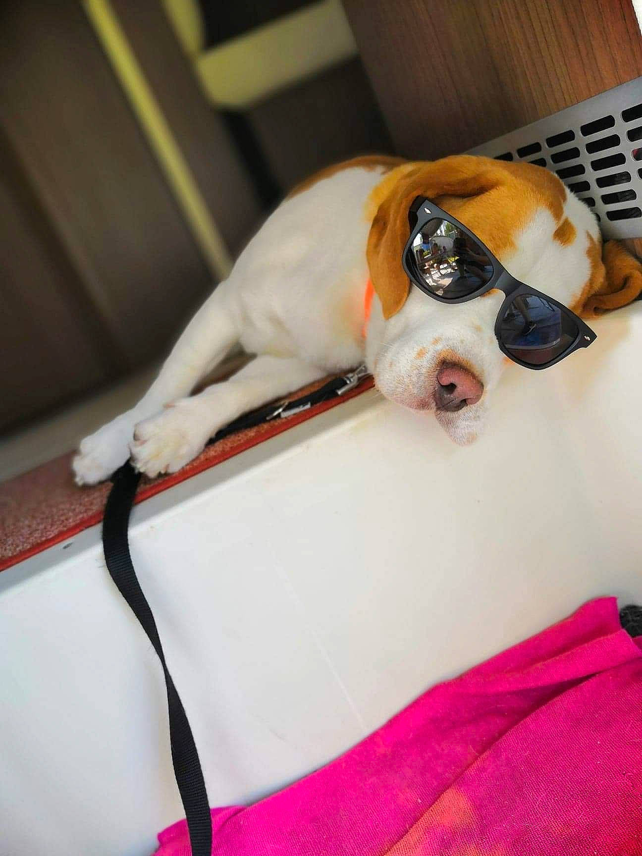 Bruce a rejoint le concours — aidez-le/la à gagner de superbes lots ! bulldog, canidae, carnivore, companion_dog, dog, dog_breed, ear, fawn, french_bulldog, glasses, non_sporting_group, puppy, sporting_group