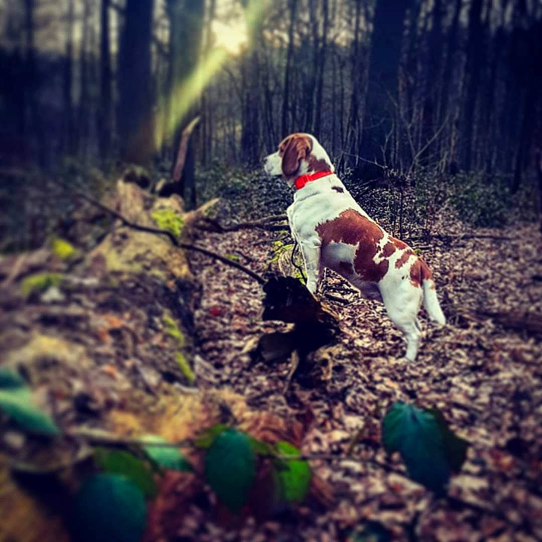 Bruce a rejoint le concours — aidez-le/la à gagner de superbes lots ! adaptation, autumn, brittany, canidae, carnivore, companion_dog, dog, dog_breed, forest, green, hunting_dog, leaf, people_in_nature, play, pointer, pointing_breed, sporting_group, sunlight, tree