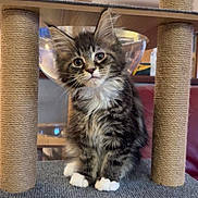Comèt participe au concours pour gagner de l'argent avec cette photo : kitten, cat, pet, animal, feline, cute, fluffy, paws, whiskers, ears, carpet, cat_tree, indoor, looking, young, tabby, striped, fur, sitting, curious