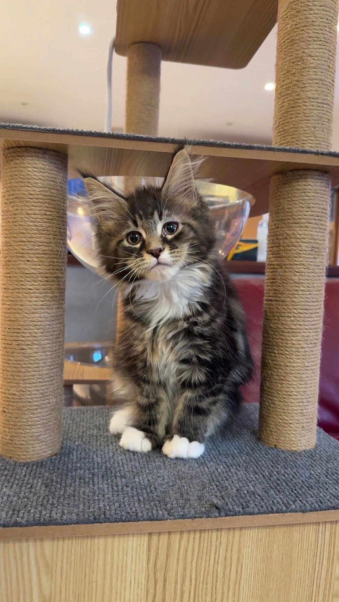 Comèt participe au concours pour gagner de l'argent avec cette photo : kitten, cat, pet, animal, feline, cute, fluffy, paws, whiskers, ears, carpet, cat_tree, indoor, looking, young, tabby, striped, fur, sitting, curious