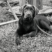 Thalya a rejoint le concours — aidez-le/la à gagner de superbes lots ! animal, canine, chair, dog, face, furniture, head, hound, labradorretriever, nature, outdoors, person, pet, plant, pottedplant, pottery, puppy, slate, wood, yard