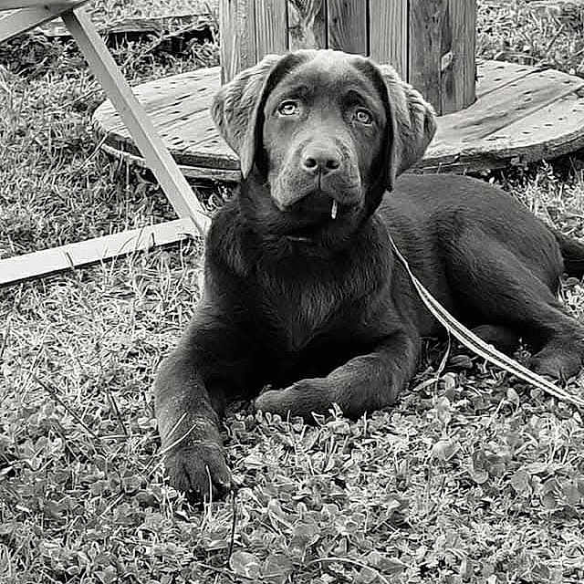 Thalya a rejoint le concours — aidez-le/la à gagner de superbes lots ! animal, canine, chair, dog, face, furniture, head, hound, labradorretriever, nature, outdoors, person, pet, plant, pottedplant, pottery, puppy, slate, wood, yard