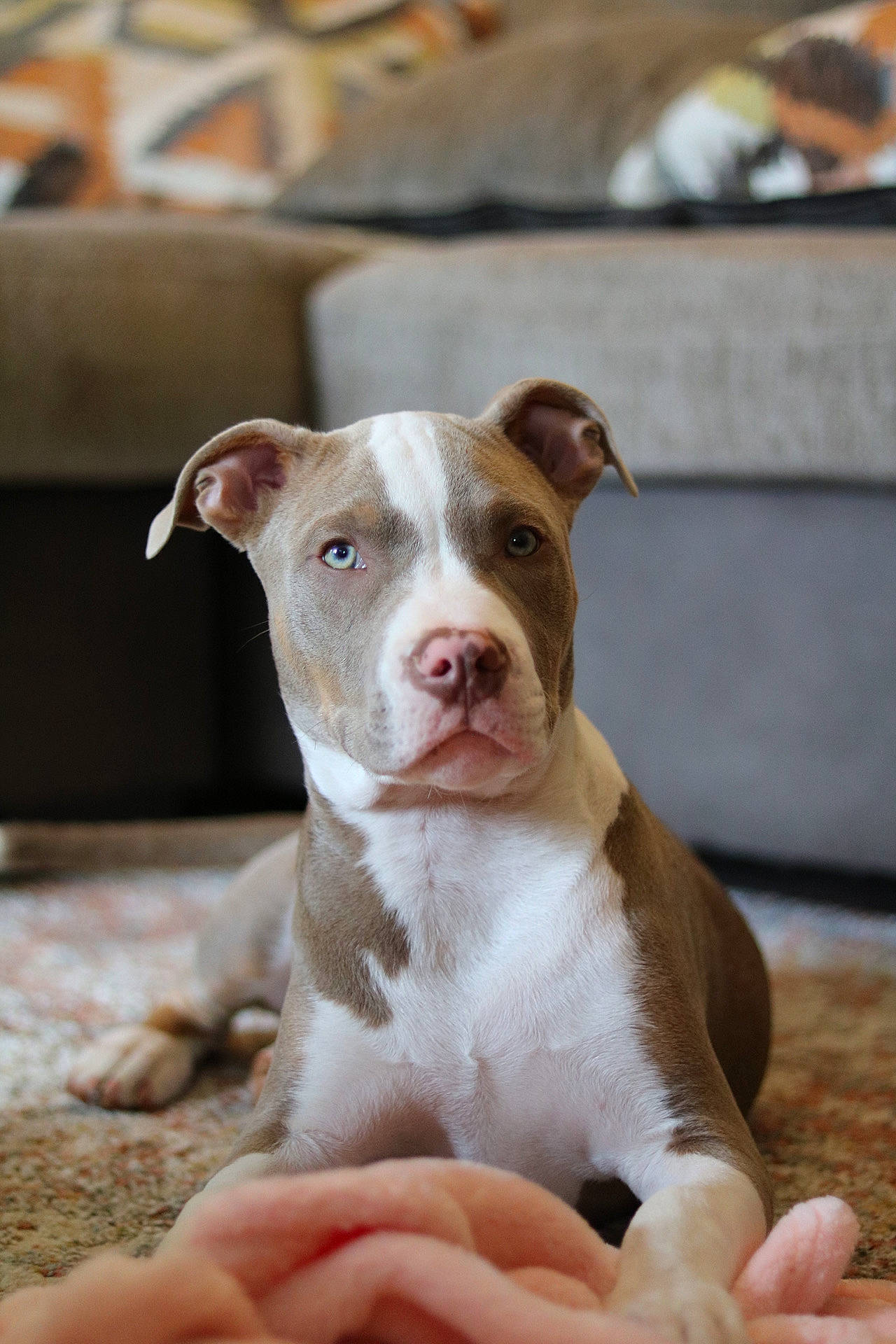 Apollo joined the competition — help win amazing prizes! ancient_dog_breeds, carnivore, collar, companion_dog, dog, dog_breed, dog_collar, fawn, non_sporting_group, snout, sporting_group, whiskers, working_animal, working_dog