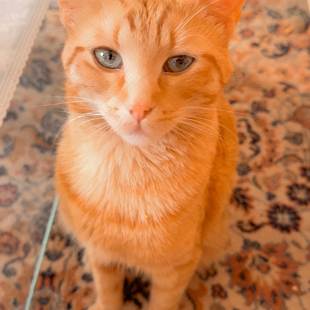 Twix participe au concours pour gagner de l'argent avec cette photo : animal, carpet, cat, closeup, curious, domestic_cat, ears, eyes, feline, floor, fur, home, indoor, orange_tabby, patterned_rug, pet, shoes, sitting, table_edge, whiskers