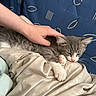 animal, blanket, cat, comfort, couch, cozy, cute, domestic, feline, fur, hand, indoor, kitten, paw, pet, relaxing, resting, sleeping, soft, young