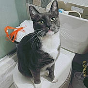 Tom is registered to the contest to win money with this photo: bathroom, cat, ears, floor, green_eyes, indoor, looking_up, paws, pet, porcelain, sitting, tiles, timestamp, toilet, toilet_brush, toilet_lid, toilet_tank, trash_bag, tuxedo_cat, whiskers