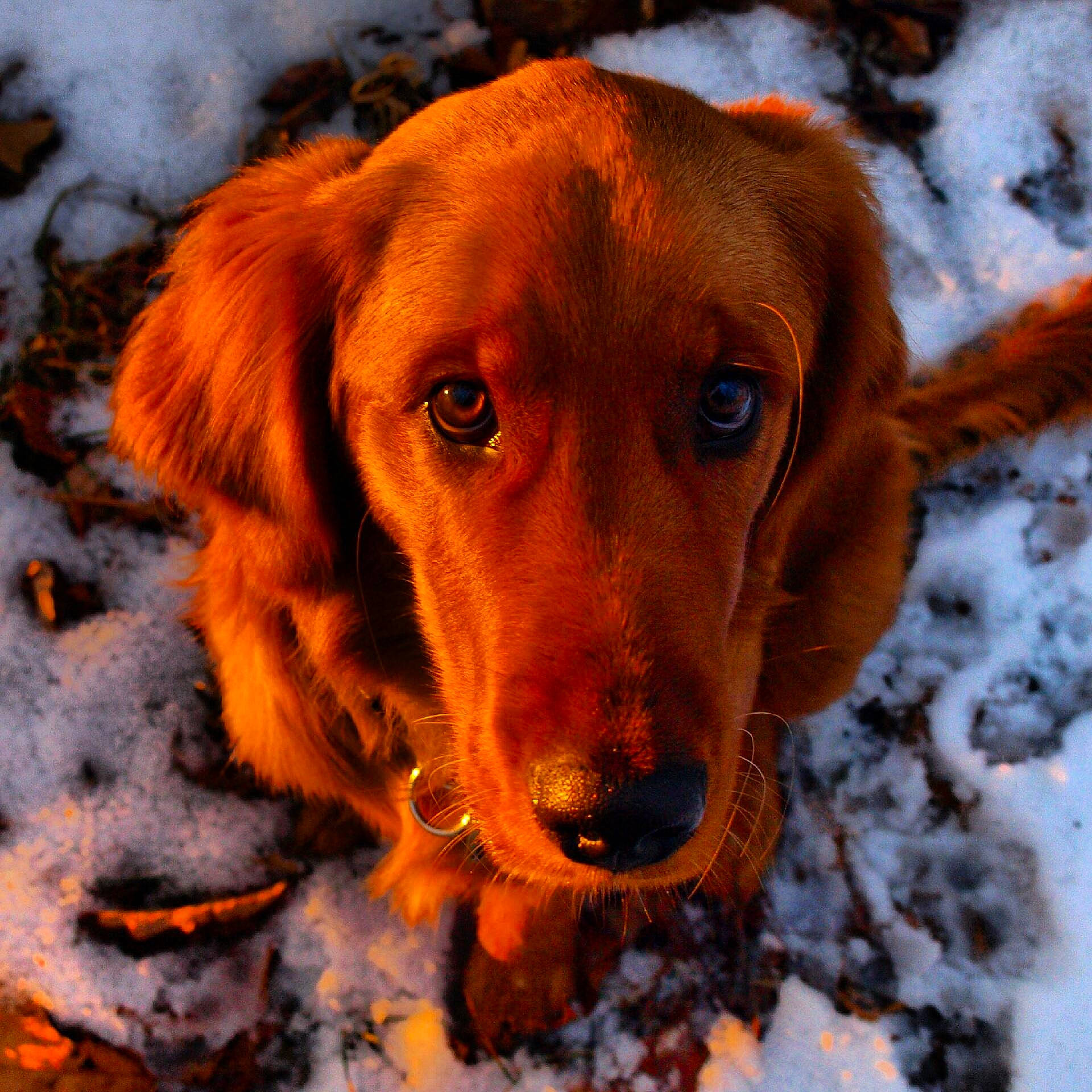 Dakota is registered to the contest to win money with this photo: canidae, carnivore, collar, companion_dog, dog, dog_breed, dog_collar, fawn, fur, gun_dog, liver, plant, precipitation, snout, snow, sporting_group, whiskers, winter, wood, working_animal