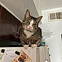 animal, cabinet, cat, clip, curiosity, curious, domestic_cat, feline, head_tilt, household, indoor, kitchen, memorial_card, paper, pets, refrigerator, tabby, vent, whiskers, white_paws