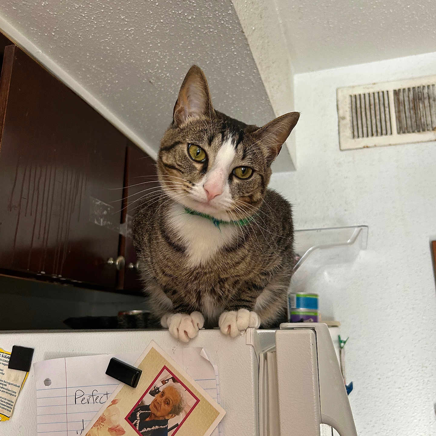 Leo is registered to the contest to win money with this photo: animal, cabinet, cat, clip, curiosity, curious, domestic_cat, feline, head_tilt, household, indoor, kitchen, memorial_card, paper, pets, refrigerator, tabby, vent, whiskers, white_paws