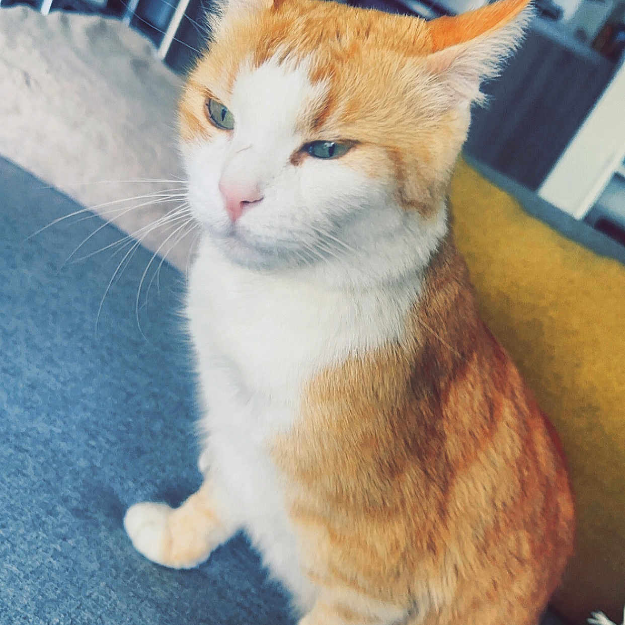 Simba participe au concours pour gagner de l'argent avec cette photo : abyssinian, accessories, angora, animal, bodypart, cat, hardwood, indoors, kitten, manx, mouth, person, pet, siamese, sleeping, snout, strap, white, wood