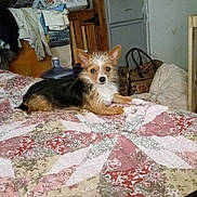 Booger joined the competition — help win amazing prizes! dog, bedroom, quilt, floral_pattern, laundry_basket, clutter, bag, furniture, indoor, pet, small_dog, lying_down, household_items, wooden_furniture, blanket, textile, fabric, ear, fur, domestic_animal