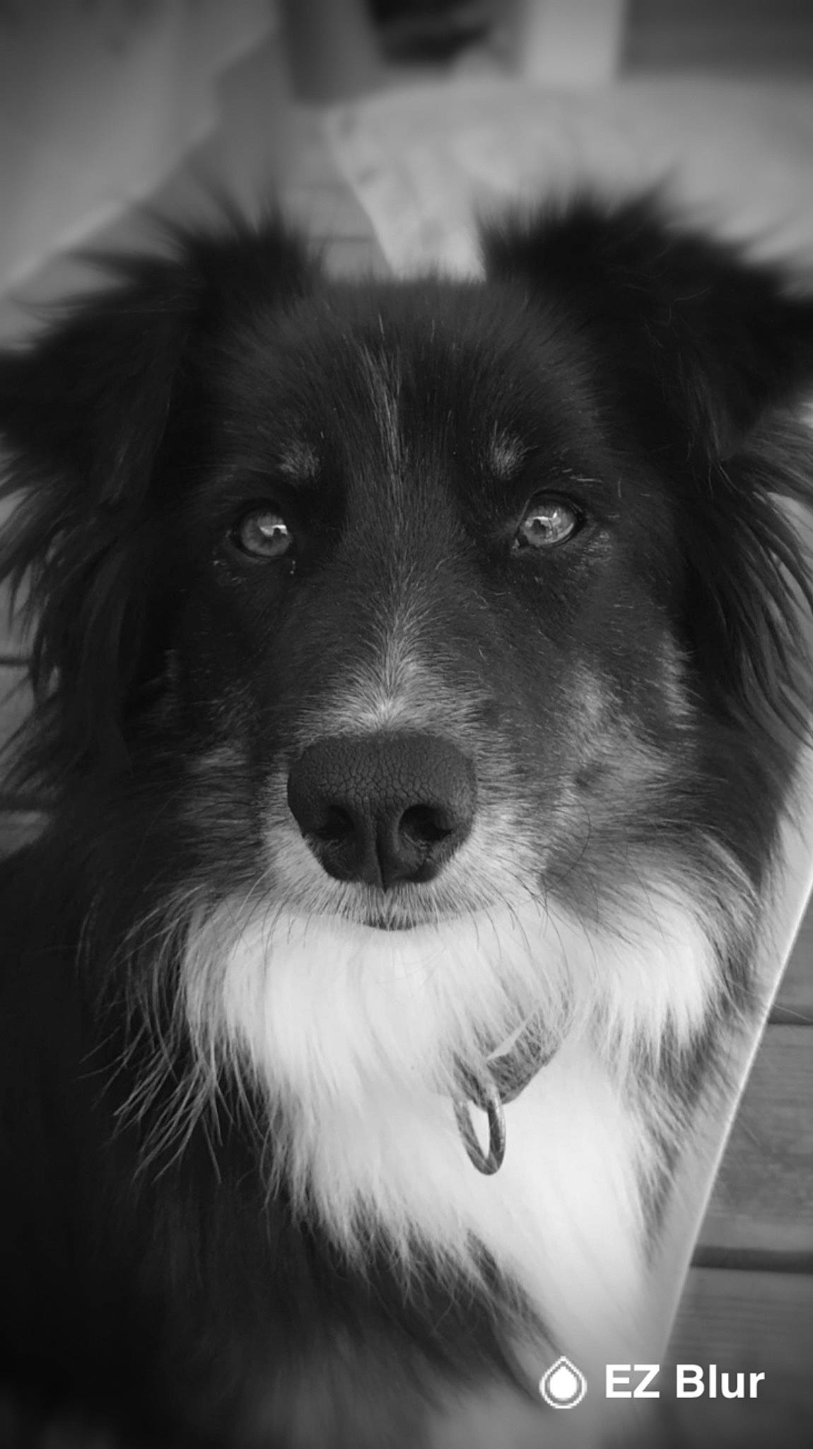 Oby-won participe au concours pour gagner de l'argent avec cette photo : black, black_and_white, canidae, carnivore, companion_dog, dog, dog_breed, fur, herding_dog, iris, mammal, monochrome, monochrome_photography, photography, snout, sporting_group, style, whiskers, working_animal, working_dog