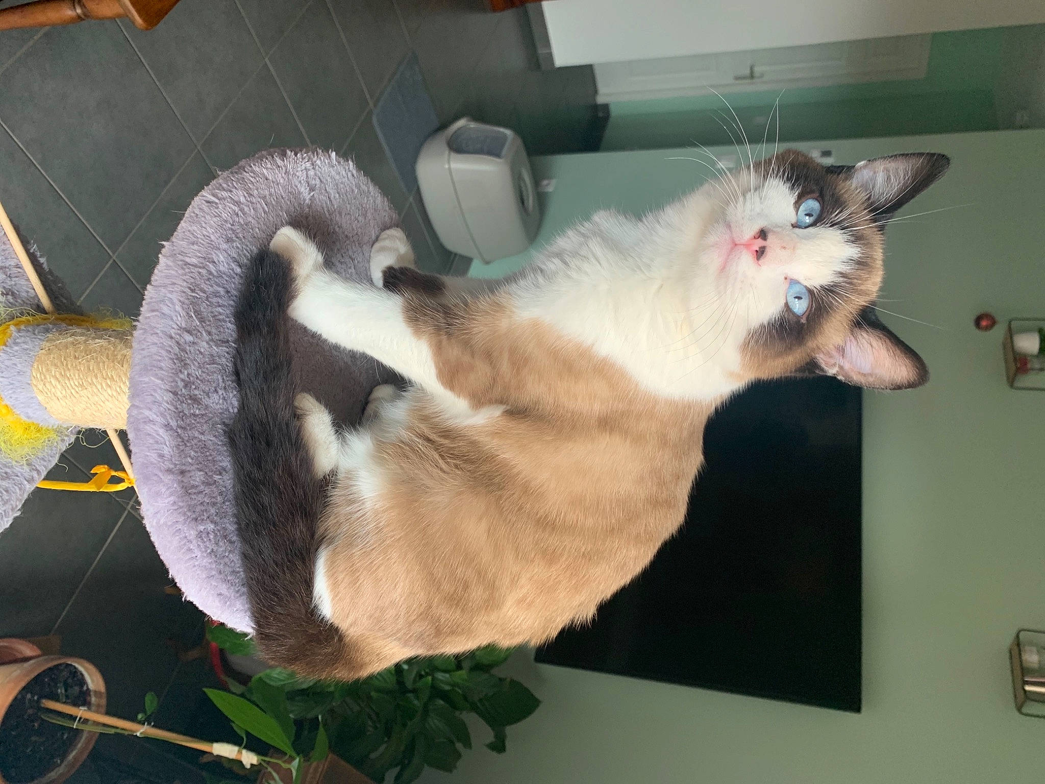 Yoda participe au concours pour gagner de l'argent avec cette photo : carnivore, cat, felidae, fur, light_switch, small_to_medium_sized_cats, snout, tile, tongue, vertebrate, whiskers