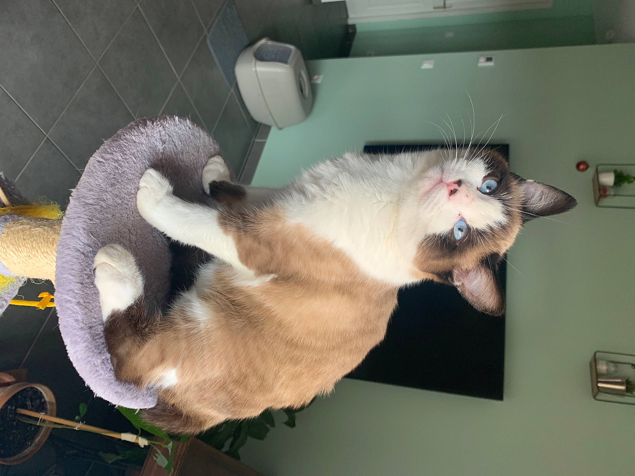 Yoda a rejoint le concours — aidez-le/la à gagner de superbes lots ! carnivore, cat, claw, felidae, fur, paw, pet_supply, small_to_medium_sized_cats, snout, tongue, vertebrate, whiskers