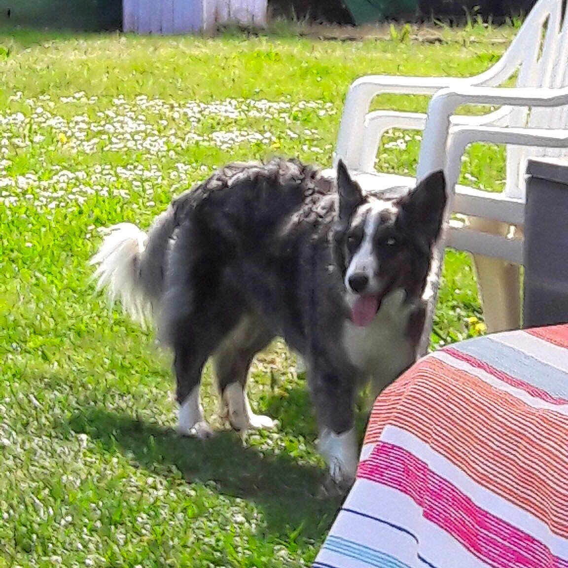 Hanka