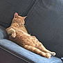 Tigger is registered to the contest to win money with this photo: cat, ginger_cat, feline, pet, couch, furniture, relaxing, sleeping, indoor, cozy, soft_light, home, comfortable, resting, animal, whiskers, paw, fur, domestic_cat, lazy