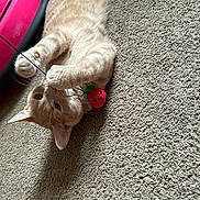 Tigger joined the competition — help win amazing prizes! cat, tabby_cat, toy, strawberry_toy, carpet, indoor, pet, playful, animal, light_orange, feline, cute, claws, whiskers, ears, floor, relaxed, closeup, pink_object, domestic_animal