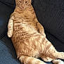 Tigger is registered to the contest to win money with this photo: cat, orange_tabby, feline, pet, domestic_cat, relaxed, lounging, couch, furniture, indoor, fur, tail, whiskers, ears, animal, mammal, cute, resting, home, cozy