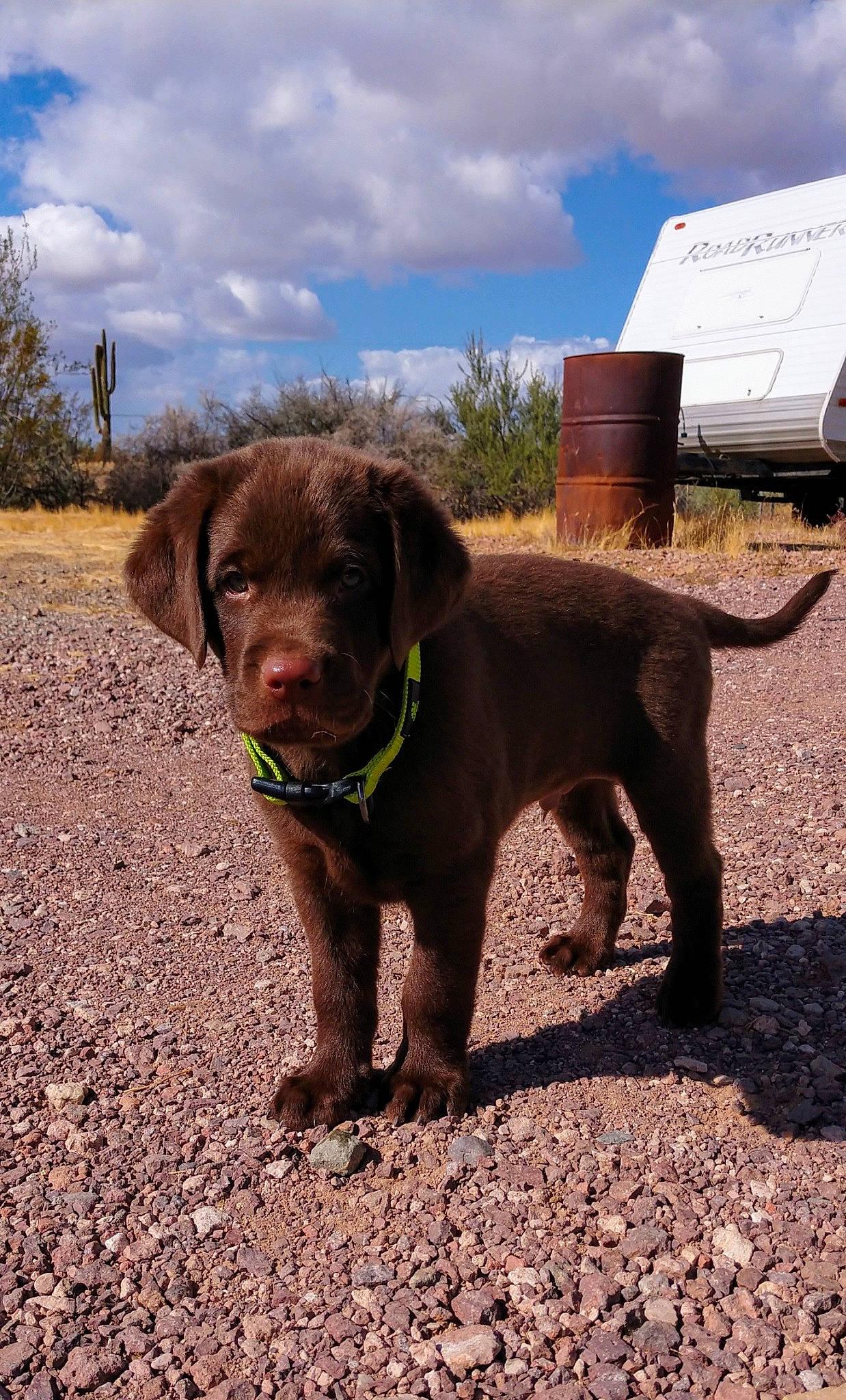 Blazer is registered to the contest to win money with this photo: adventure, canidae, carnivore, chesapeake_bay_retriever, dog, dog_breed, gun_dog, hunting_dog, labrador_retriever, liver, mammal, pointing_breed, pudelpointer, puppy, retriever, sporting_group