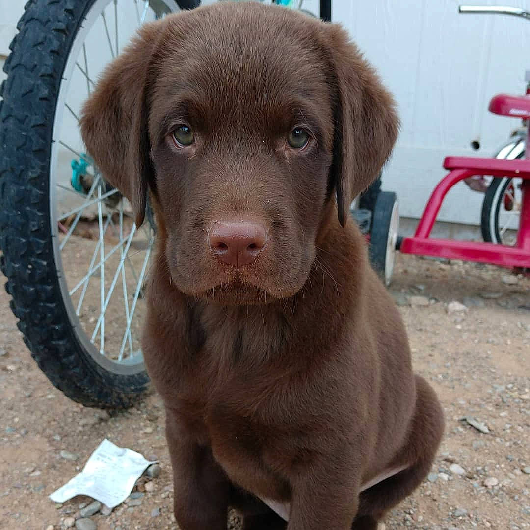 Blazer joined the competition — help win amazing prizes! beagador, borador, canidae, carnivore, chesapeake_bay_retriever, companion_dog, dog, dog_breed, fawn, flat_coated_retriever, hunting_dog, labrador_retriever, liver, mammal, pointing_breed, puppy, retriever, snout, sporting_group, vertebrate