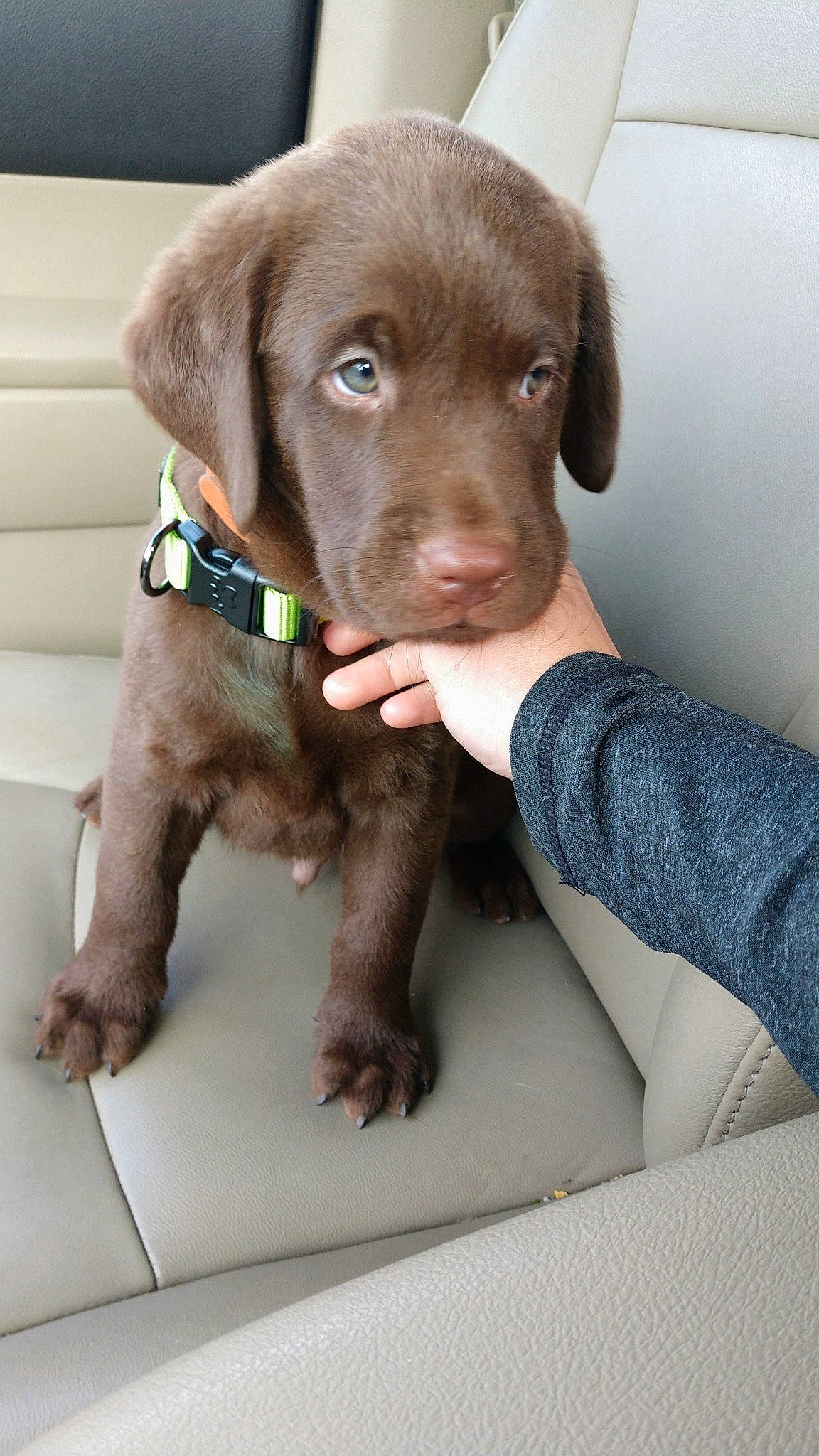 Blazer is registered to the contest to win money with this photo: beagador, canidae, carnivore, chesapeake_bay_retriever, companion_dog, dog, dog_breed, ear, fawn, labrador_retriever, liver, mammal, pointing_breed, pudelpointer, puppy, retriever, snout, sporting_group, vertebrate, weimaraner