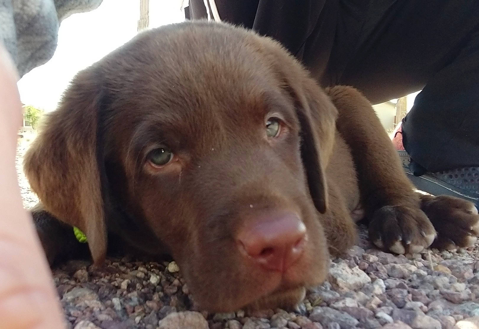 Blazer is registered to the contest to win money with this photo: beagador, canidae, carnivore, chesapeake_bay_retriever, dog, dog_breed, fawn, hunting_dog, labrador_retriever, liver, mammal, pointing_breed, puppy, retriever, snout, sporting_group, vertebrate