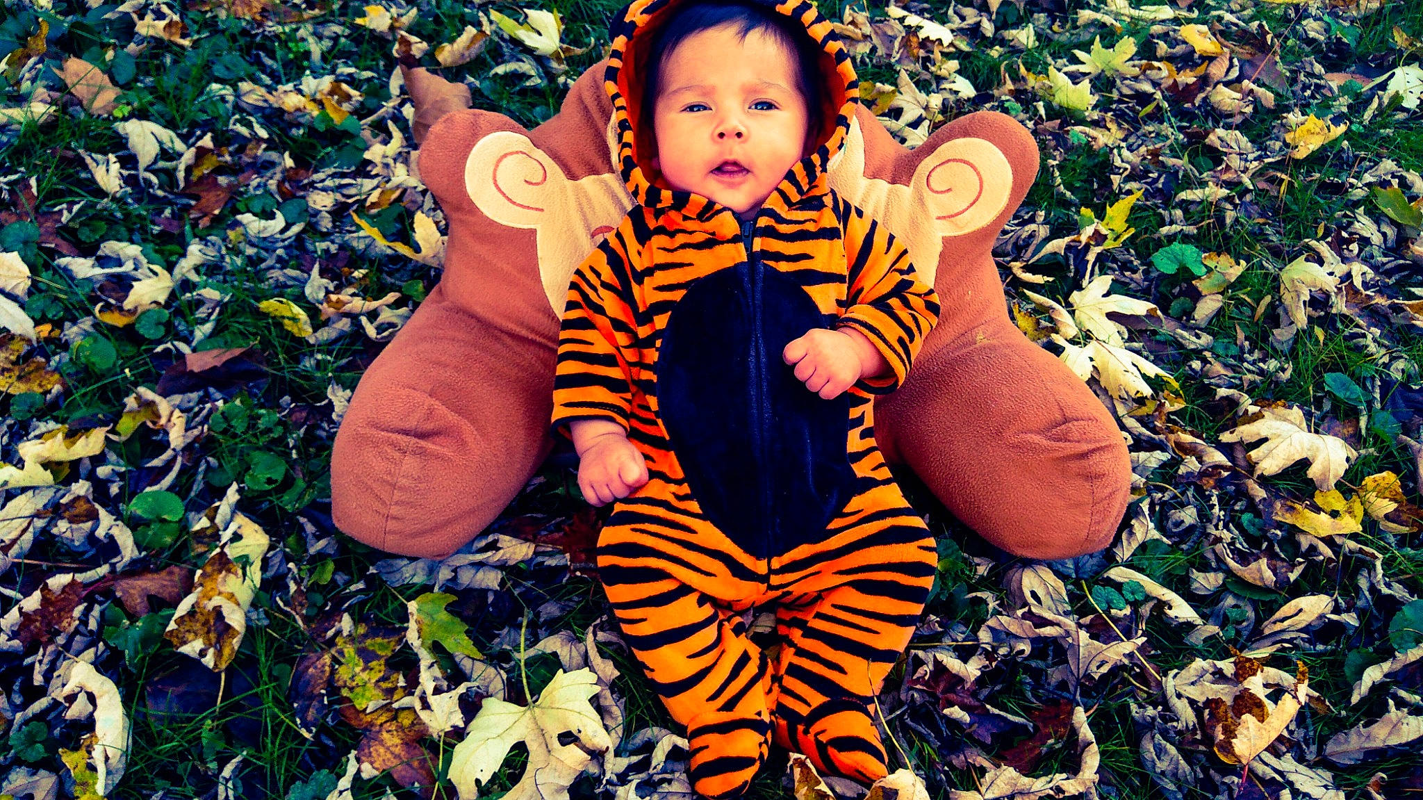 Caydence joined the competition — help win amazing prizes! adaptation, autumn, big_cats, child, cool, eye, felidae, grass, happy, leaf, pattern, person, photography, plant, play, smile, tiger, toddler, tree, yellow