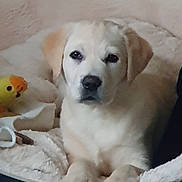 Vaya participe au concours pour gagner de l'argent avec cette photo : animal, ball, blanket, boxer, canine, couch, dog, eskimodog, furniture, goldenretriever, hound, labradorretriever, person, pet, puppy, sleeping, sport, tennis, tennisball, whitedog