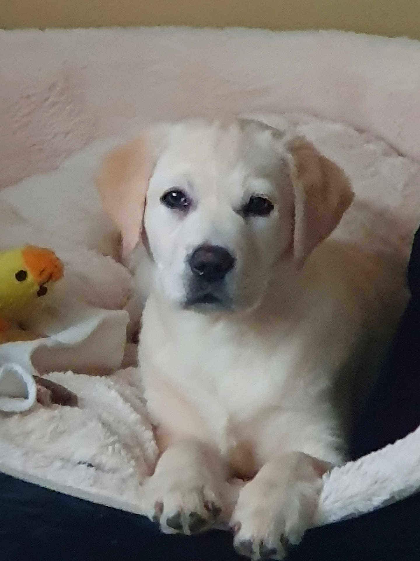 Vaya participe au concours pour gagner de l'argent avec cette photo : animal, ball, blanket, boxer, canine, couch, dog, eskimodog, furniture, goldenretriever, hound, labradorretriever, person, pet, puppy, sleeping, sport, tennis, tennisball, whitedog