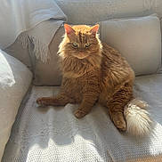 Roudoudou a rejoint le concours — aidez-le/la à gagner de superbes lots ! cat, orange_cat, fluffy, longhaired, feline, pet, sitting, couch, sofa, cushion, blanket, pillows, indoors, sunlight, sunbeam, cozy, home, portrait, tail, relaxed
