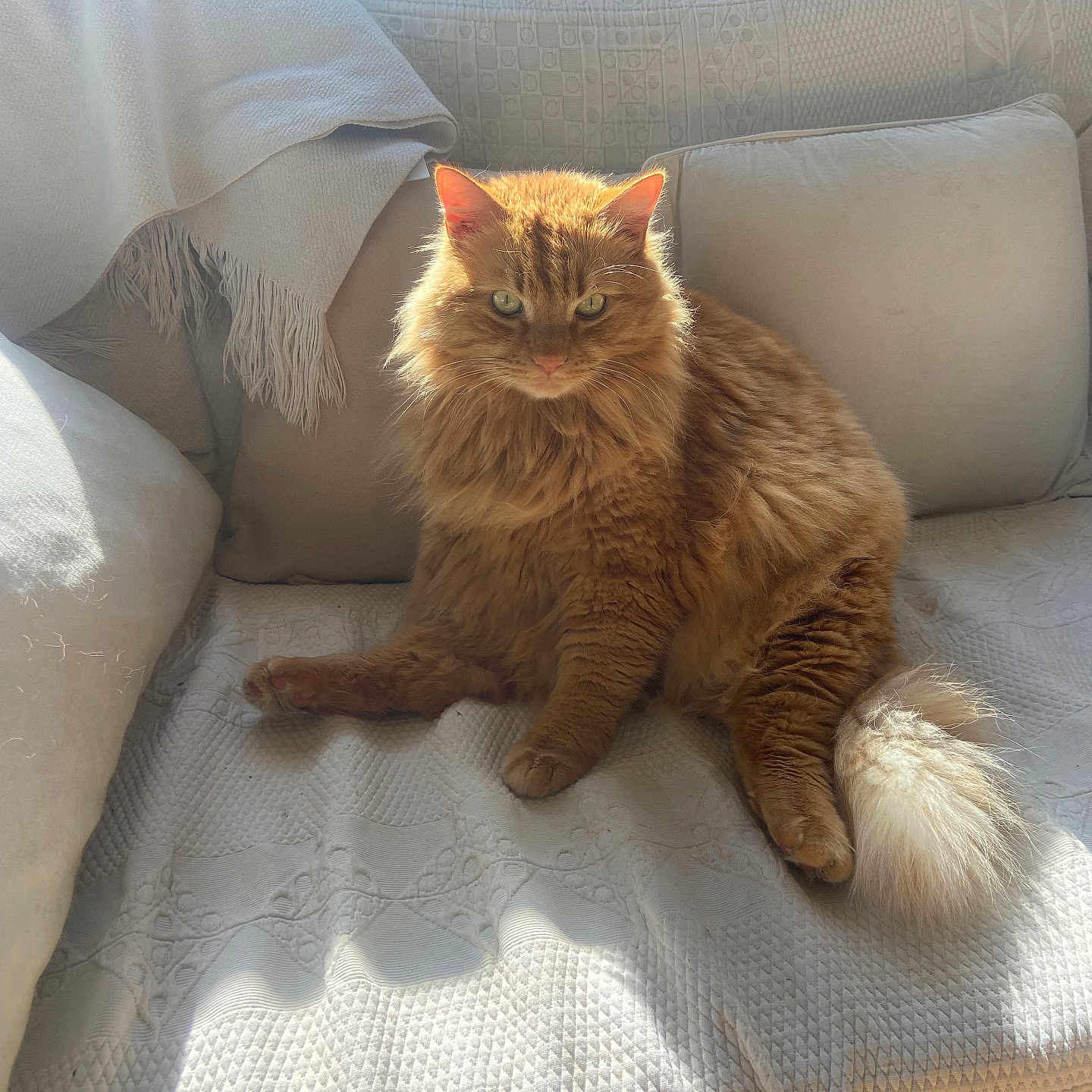 Roudoudou a rejoint le concours — aidez-le/la à gagner de superbes lots ! cat, orange_cat, fluffy, longhaired, feline, pet, sitting, couch, sofa, cushion, blanket, pillows, indoors, sunlight, sunbeam, cozy, home, portrait, tail, relaxed